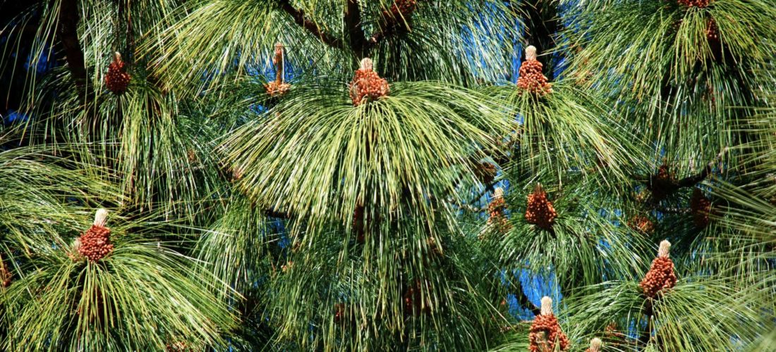 Pinus roxburghii Sarg