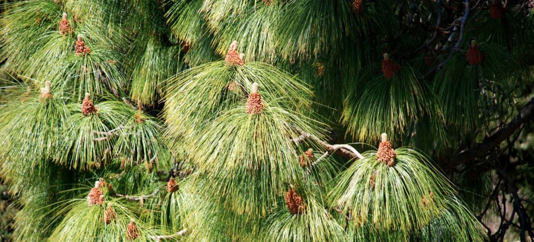 Pinus roxburghii Sarg