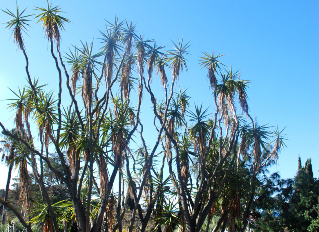 Yucca gigantea